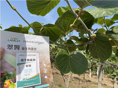 微生物菌劑，拉姆拉