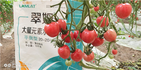 水溶肥，翠姆，拉姆拉