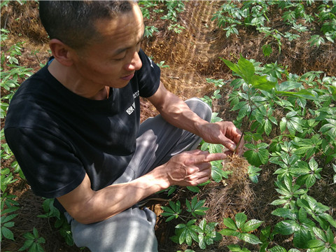 微生物菌劑，翠姆，拉姆拉