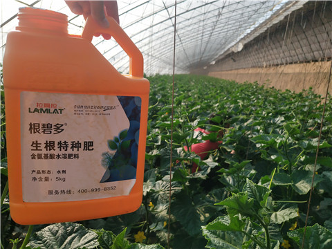 根碧多，拉姆拉