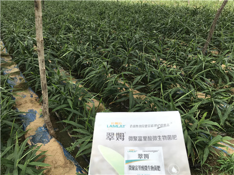 微生物菌劑，翠姆，拉姆拉