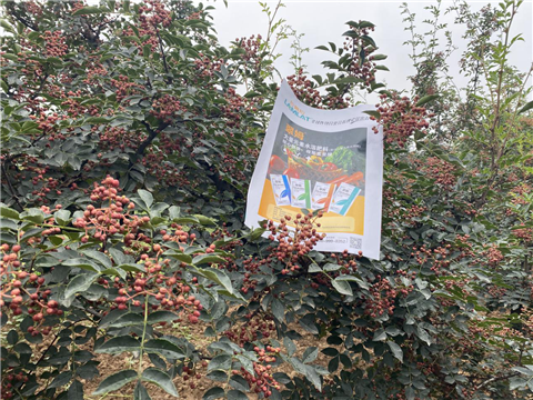 花椒種植，大量元素水溶肥，翠姆