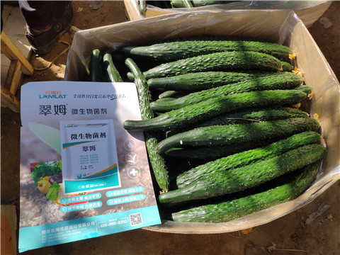 葉面肥，安碧解，除草劑藥害
