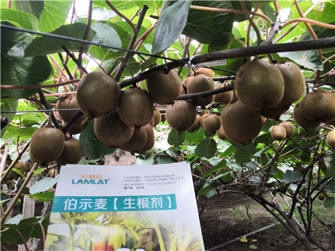 微生物菌劑，生根劑，伯示麥，拉姆拉
