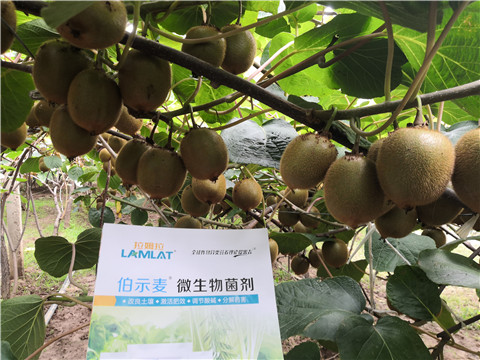 微生物菌劑，生根劑，伯示麥，拉姆拉