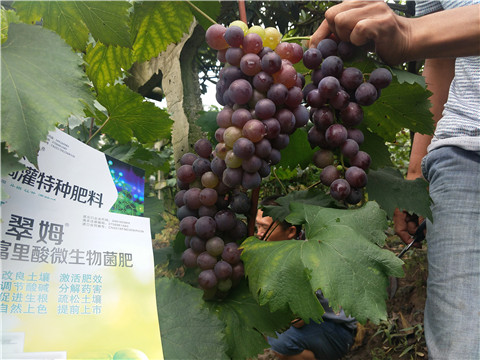 微生物菌劑，拉姆拉，翠姆