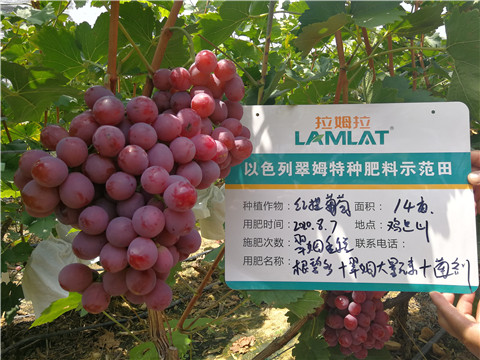 進口水溶肥，拉姆拉，翠姆