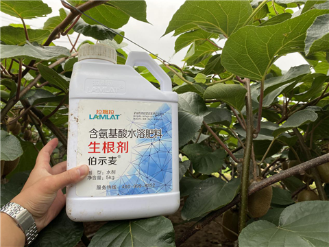 水溶肥，生根劑，微生物菌劑，伯示麥，拉姆拉