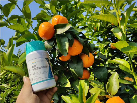 葉面肥，拉姆拉，翠姆