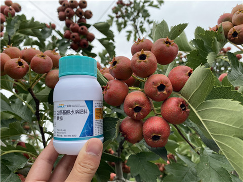 葉面肥，拉姆拉，翠姆