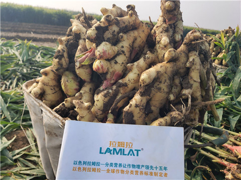進口水溶肥，拉姆拉，翠姆