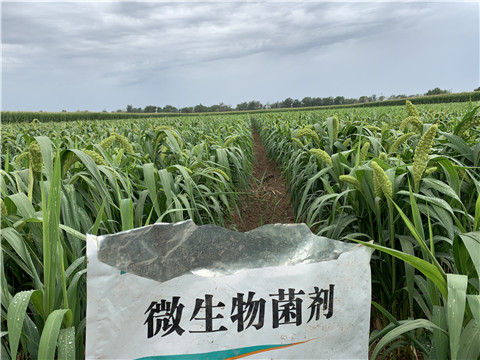 微生物菌劑，拉姆拉，翠姆