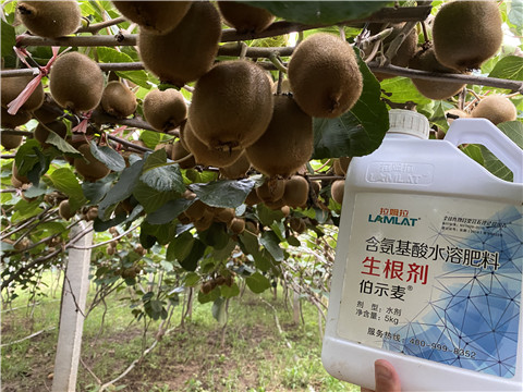 進(jìn)口水溶肥，拉姆拉，伯示麥