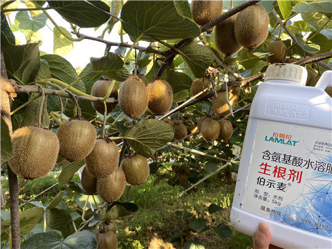 進(jìn)口水溶肥，拉姆拉，伯示麥