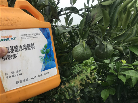 水溶肥，拉姆拉，翠姆