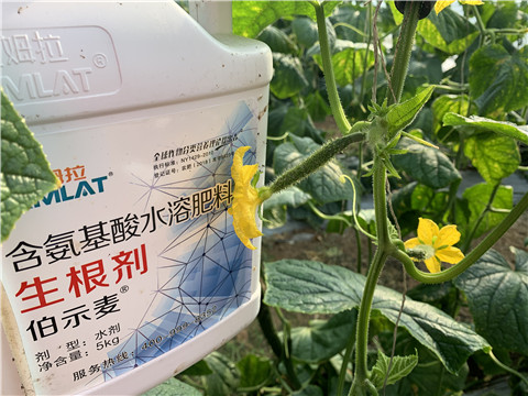 水溶肥，拉姆拉，伯示麥