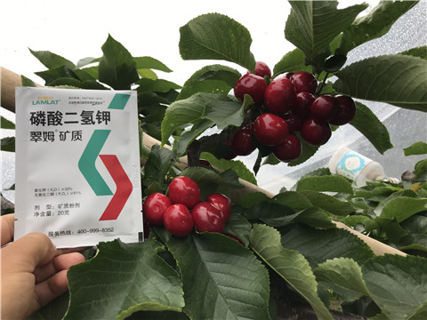 水溶肥，拉姆拉，翠姆