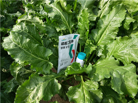 水溶肥，拉姆拉，翠姆
