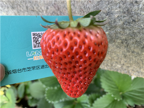 水溶肥，拉姆拉，翠姆