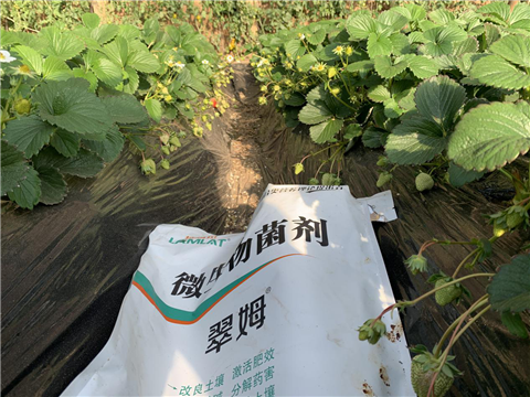 水溶肥，拉姆拉，翠姆