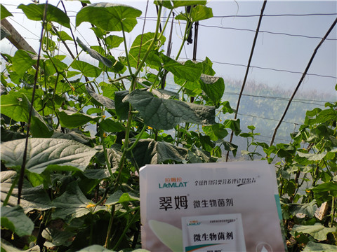 水溶肥，拉姆拉，翠姆