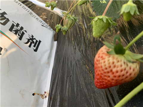 微生物菌劑，拉姆拉，翠姆