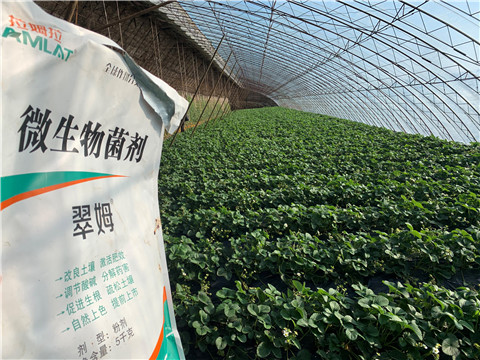 微生物菌劑，拉姆拉，翠姆