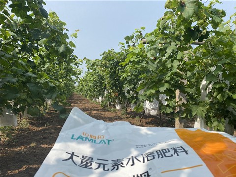 大量元素水溶肥，拉姆拉，翠姆