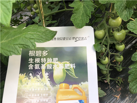 水溶肥，拉姆拉，翠姆
