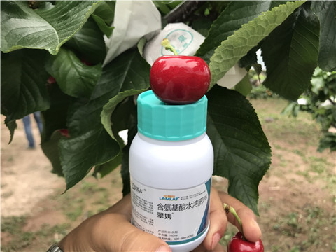 水溶肥，拉姆拉，翠姆