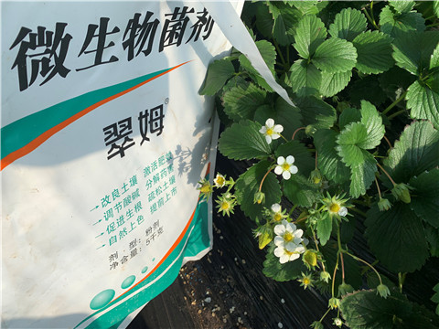 微生物菌劑，拉姆拉，翠姆