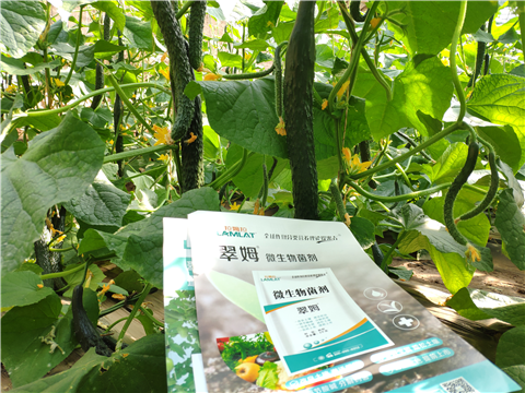 水溶肥，拉姆拉，翠姆