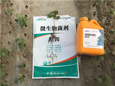 葉面肥，拉姆拉，翠姆