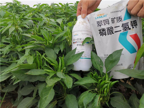 水溶肥，拉姆拉，翠姆