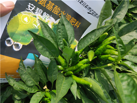 水溶肥，拉姆拉，翠姆