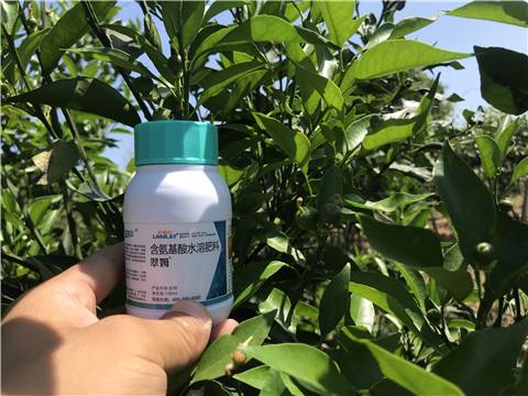 葉面肥，拉姆拉，翠姆