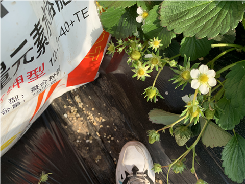 水溶肥，拉姆拉，翠姆