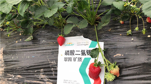 磷酸二氫鉀，拉姆拉，翠姆