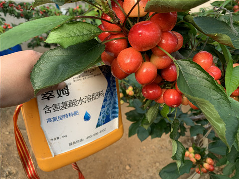 水溶肥，拉姆拉，翠姆