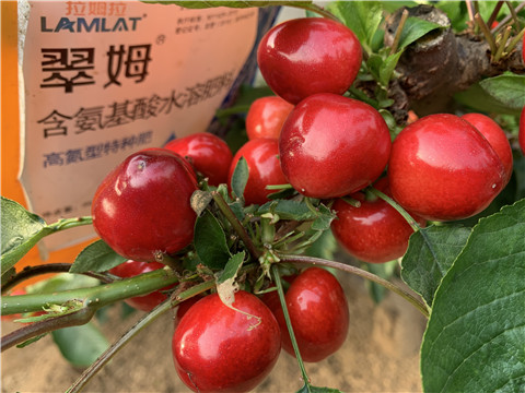 水溶肥，拉姆拉，翠姆