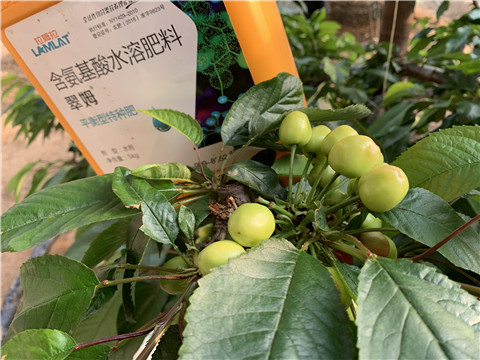 氨基酸水溶肥，拉姆拉，翠姆