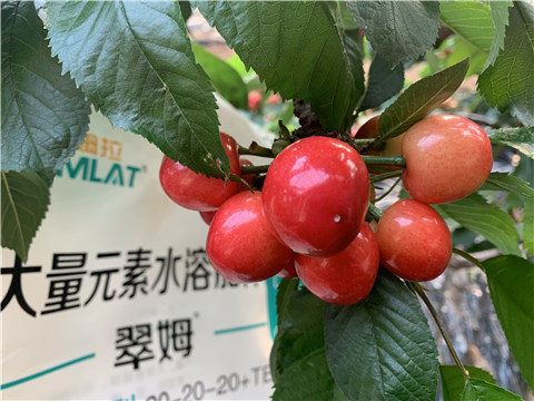 大量元素水溶肥，拉姆拉，翠姆