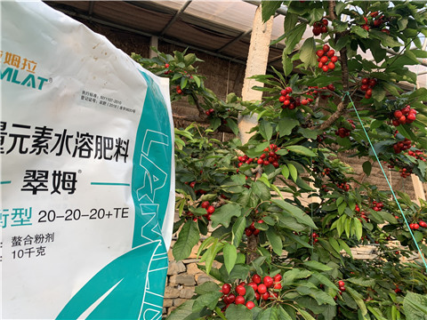大量元素水溶肥，拉姆拉，翠姆