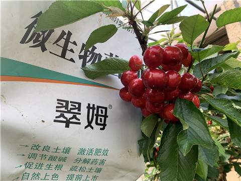 水溶肥，拉姆拉，翠姆