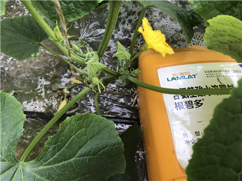 水溶肥，拉姆拉，翠姆
