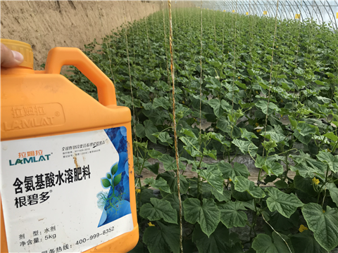 水溶肥，拉姆拉，翠姆