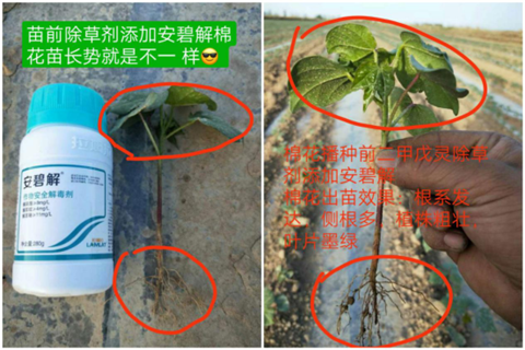 安碧解，拉姆拉，翠姆
