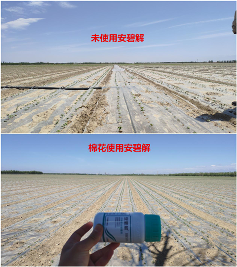 安碧解，拉姆拉，翠姆