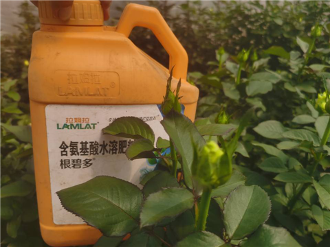 生根劑，拉姆拉，翠姆