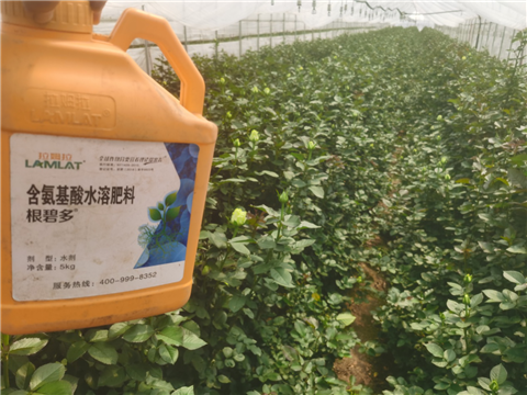 生根劑，拉姆拉，翠姆